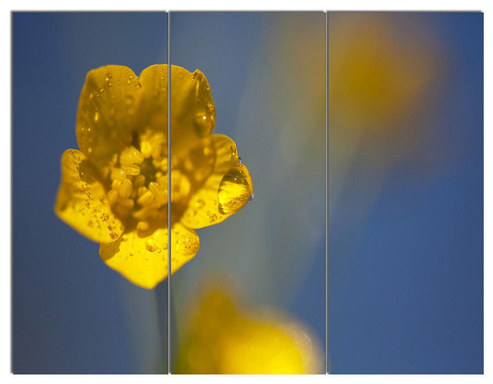 Solitary Large Yellow Flower, Floral Triptych Canvas Art Print, 36x28, 3 Panels