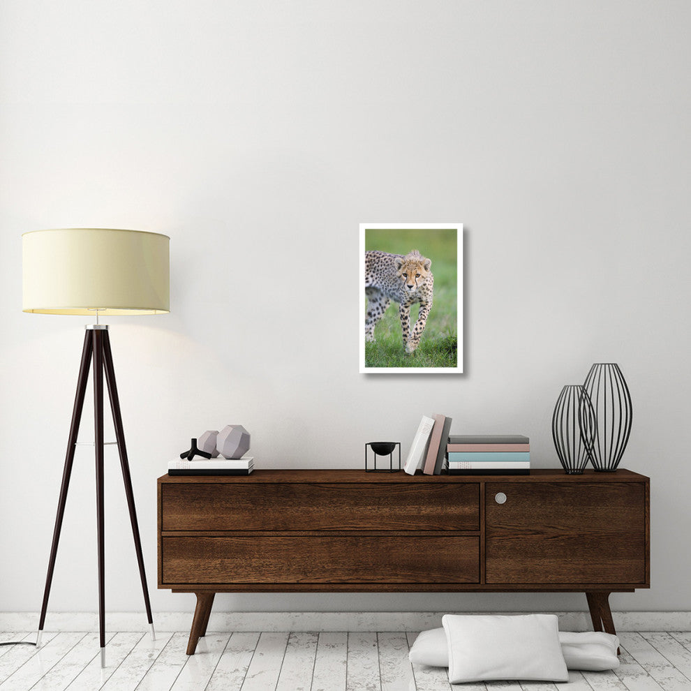"Cheetah 6 month old cub, Masai Mara National Reserve, Kenya" Paper Art, 18"x26"