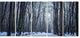 Thick Woods in Winter Forest, Modern Forest Canvas Art, 60"x28", 5 Panels