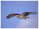 "Osprey flying, North America" Digital Paper Print by Tim Fitzharris, 26"x20"