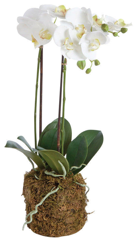 Hand-Crafted Orchid Drop-In Plant with Root Ball, 23"