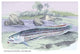 Osteoflossum Arowana- Gallery Wrapped Canvas Art 28" x 42"