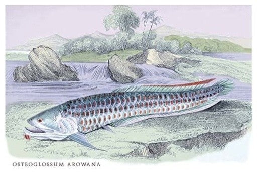 Osteoflossum Arowana- Gallery Wrapped Canvas Art 28" x 42"