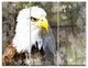 "Eagle Head With Textures" Digital Metal Wall Art, 3 Panels, 36"x28"