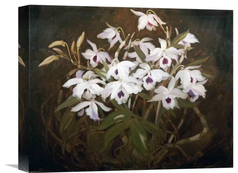 "Dinrobium Orchids" Stretched Canvas Giclee by James Stuart Park, 16"x13"