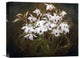 "Dinrobium Orchids" Stretched Canvas Giclee by James Stuart Park, 16"x13"