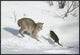 "Bobcat hunting Muskrat in the winter, Idaho"  by Michael Quinton, 37x25"