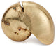 Gold Plated Nautilus Shell Place Card Holder