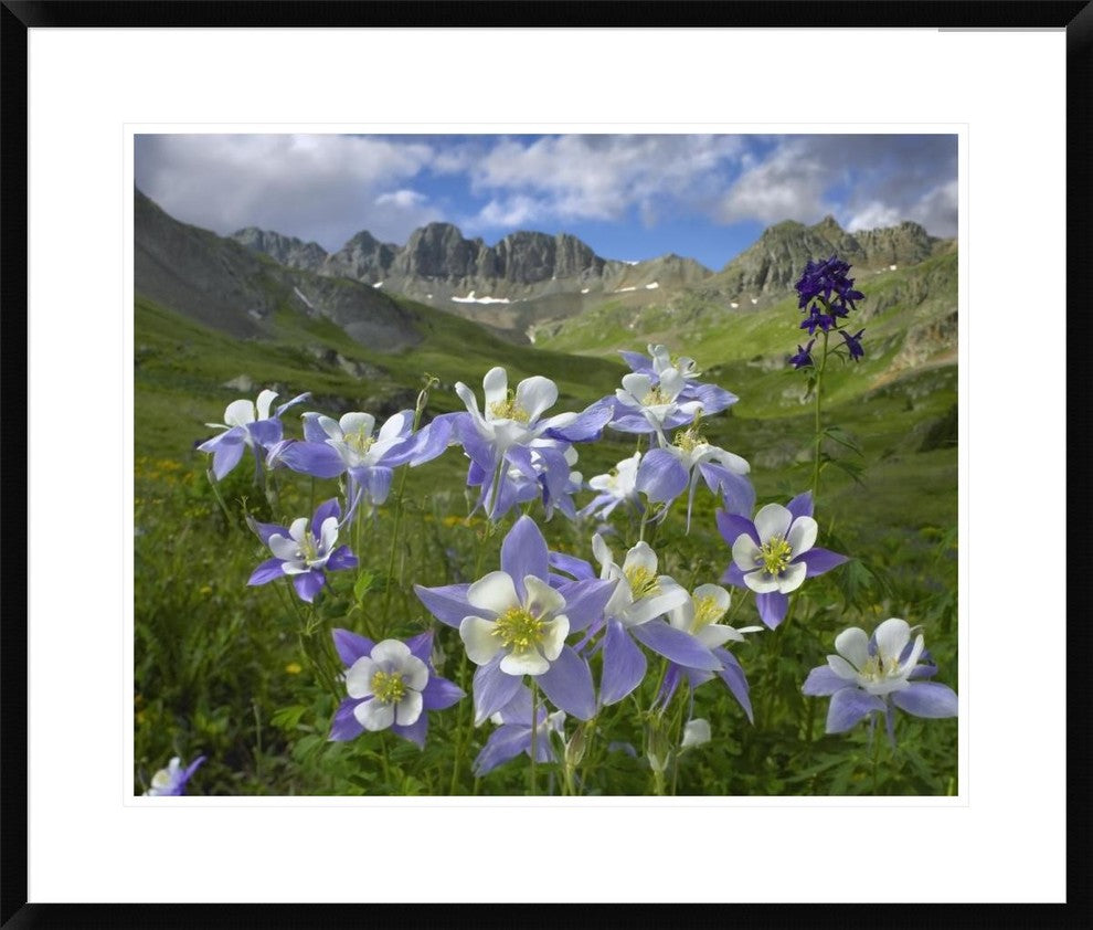 Colorado Blue Columbine Meadow At American Basin, Colorado, 30"x26"