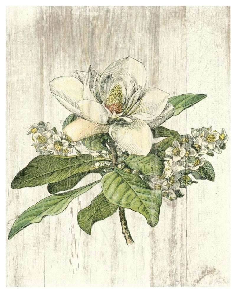 "Magnolia de Printemps no Words" Digital Paper Print by Sue Schlabach, 18"x22"