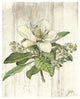 "Magnolia de Printemps no Words" Digital Paper Print by Sue Schlabach, 18"x22"