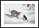 "Bobcat hunting Muskrat in the winter, Idaho"  by Michael Quinton, 38x28"