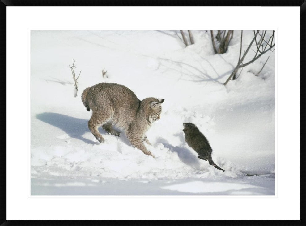 "Bobcat hunting Muskrat in the winter, Idaho"  by Michael Quinton, 38x28"