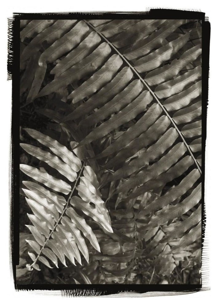 "Fern I v2" Digital Paper Print by Debra Van Swearingen, 17"x24"