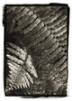 "Fern I v2" Digital Paper Print by Debra Van Swearingen, 17"x24"