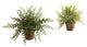 Fern With Decorative Planter, Set of 2