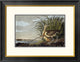 "Male and Female Long-billed Curlew" Framed Print by John James Audubon, 26"x20"