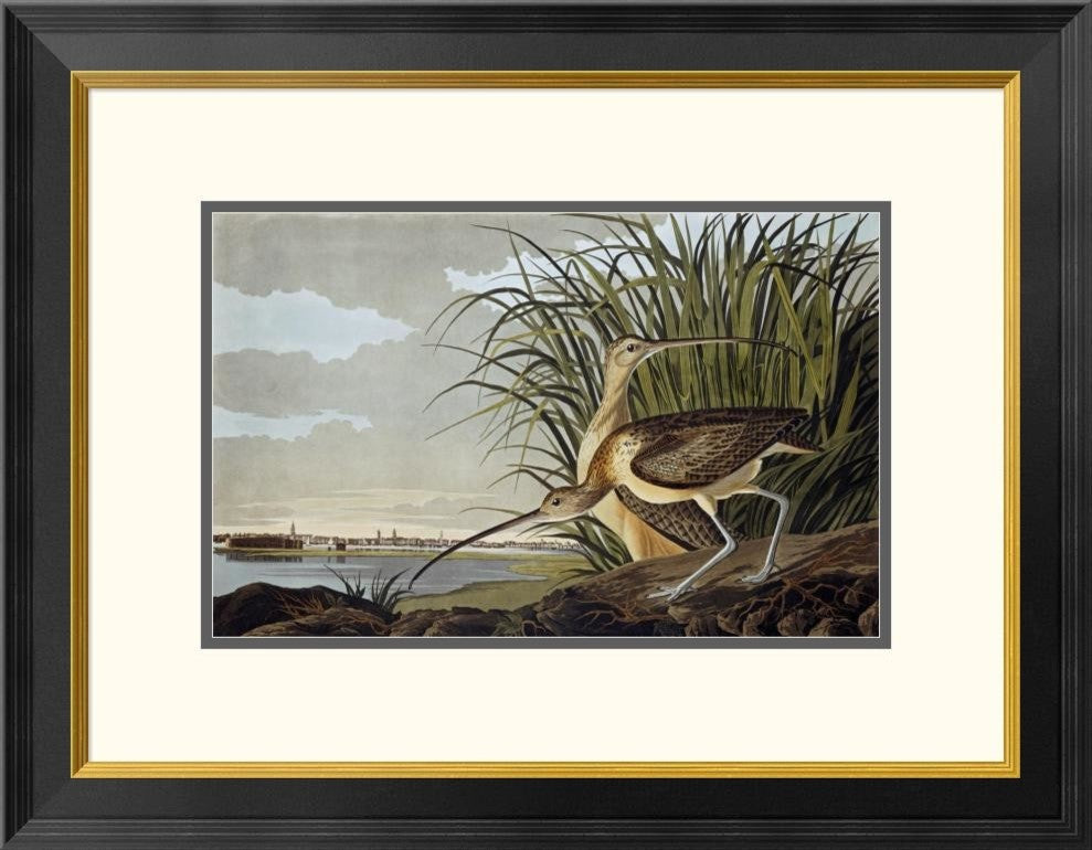 "Male and Female Long-billed Curlew" Framed Print by John James Audubon, 26"x20"