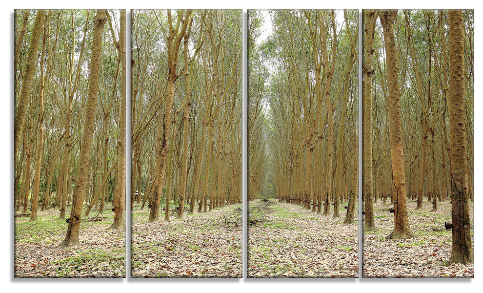 Rubber Trees Row in Thailand, Modern Forest Canvas Art, 48"x28", 4 Panels
