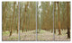 Rubber Trees Row in Thailand, Modern Forest Canvas Art, 48"x28", 4 Panels