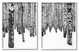 Rustic Winter Forest Scene Birch Trees,16 x 20