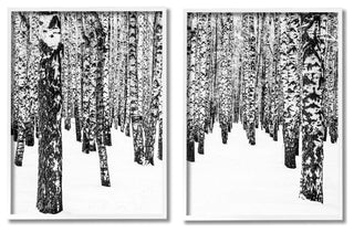 Rustic Winter Forest Scene Birch Trees,16 x 20