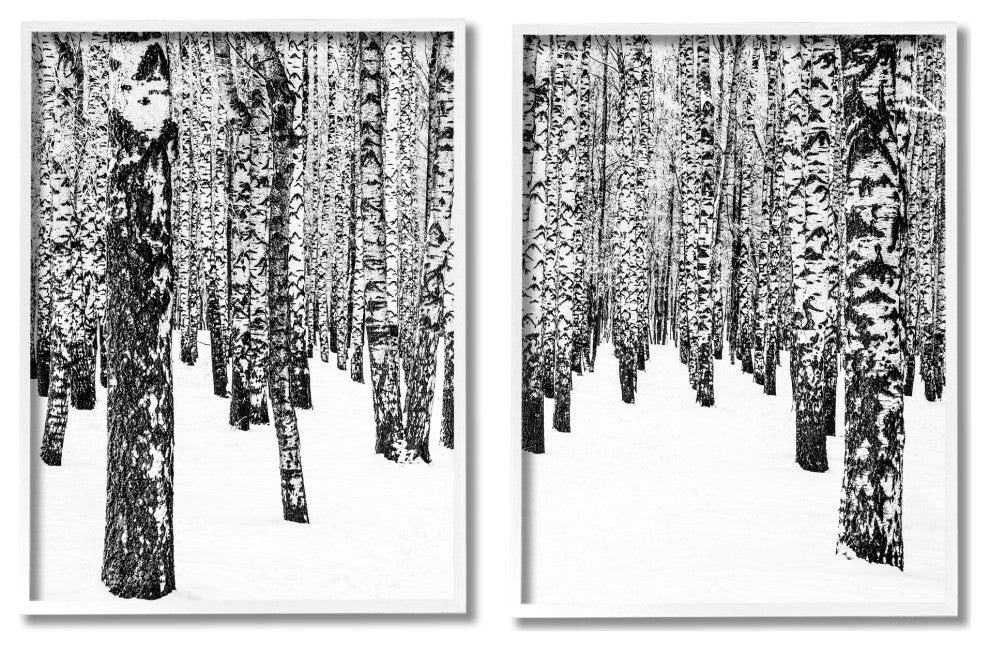 Rustic Winter Forest Scene Birch Trees,16 x 20