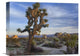 "Joshua Tree, Joshua Tree National Park, California" Artwork, 16" x 12"