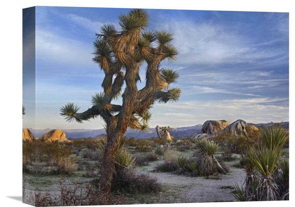 "Joshua Tree, Joshua Tree National Park, California" Artwork, 16" x 12"