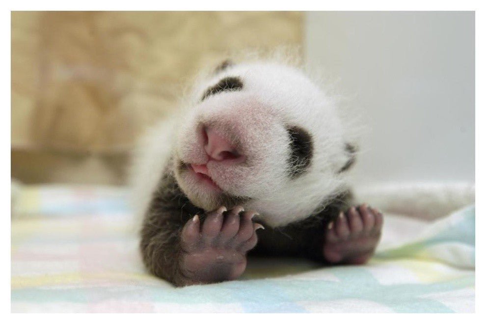 "Giant Panda baby stretching, Wolong Nature Reserve, China" Paper Art, 38"x26"
