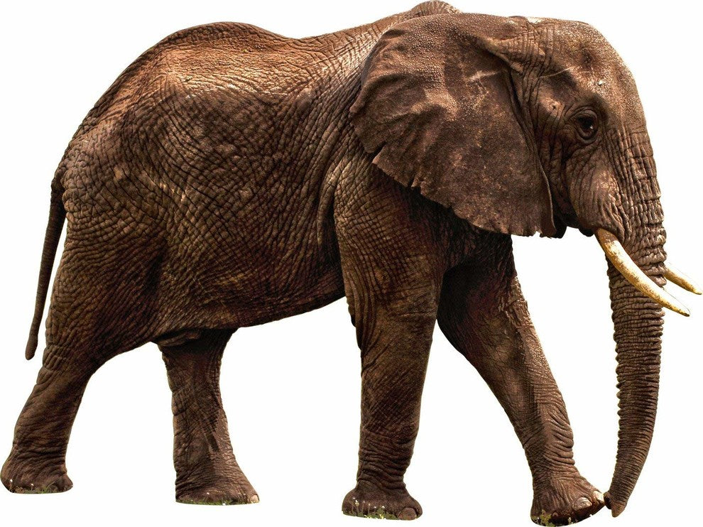VWAQ African Elephant Wall Sticker Decal, 8"x12"