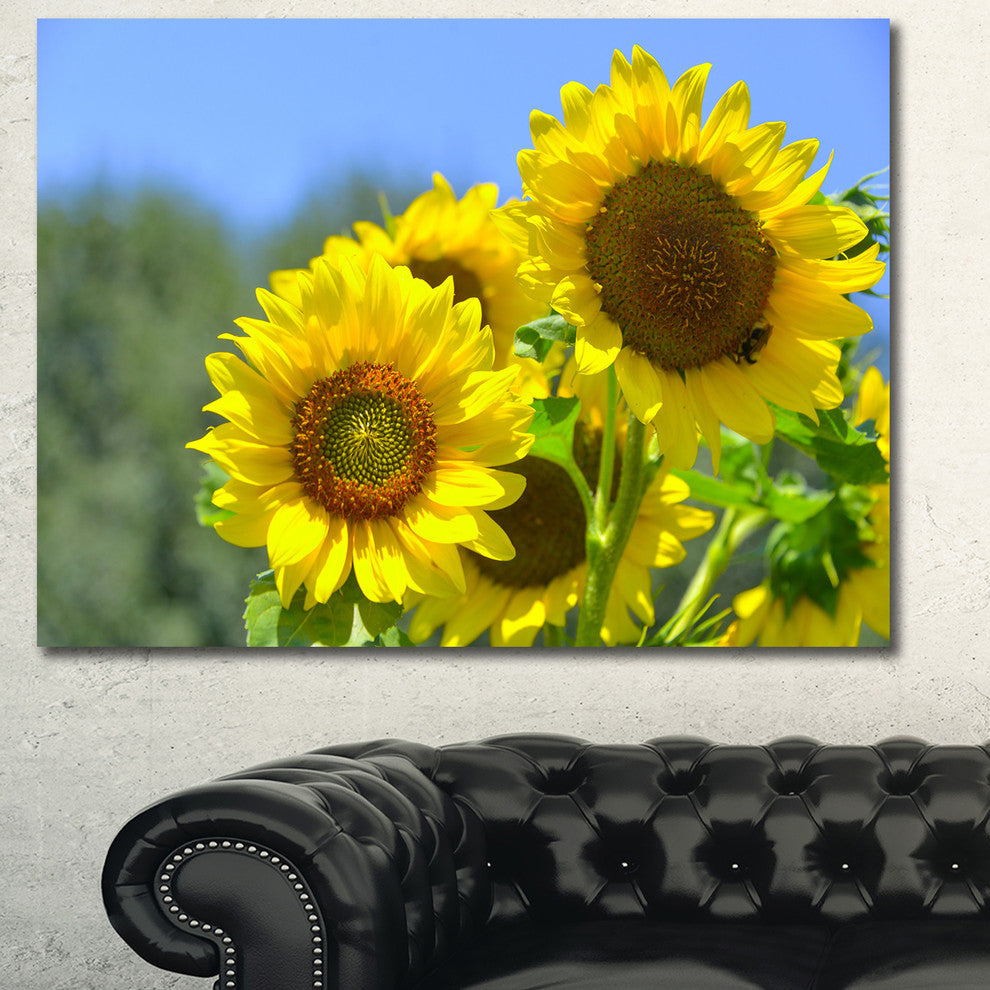 Beautiful Sunflowers View, Large Floral Canvas Art Print, 60x40
