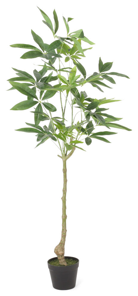 Coles Artificial Money Tree, Green, 23.6wx19.7dx47.2h