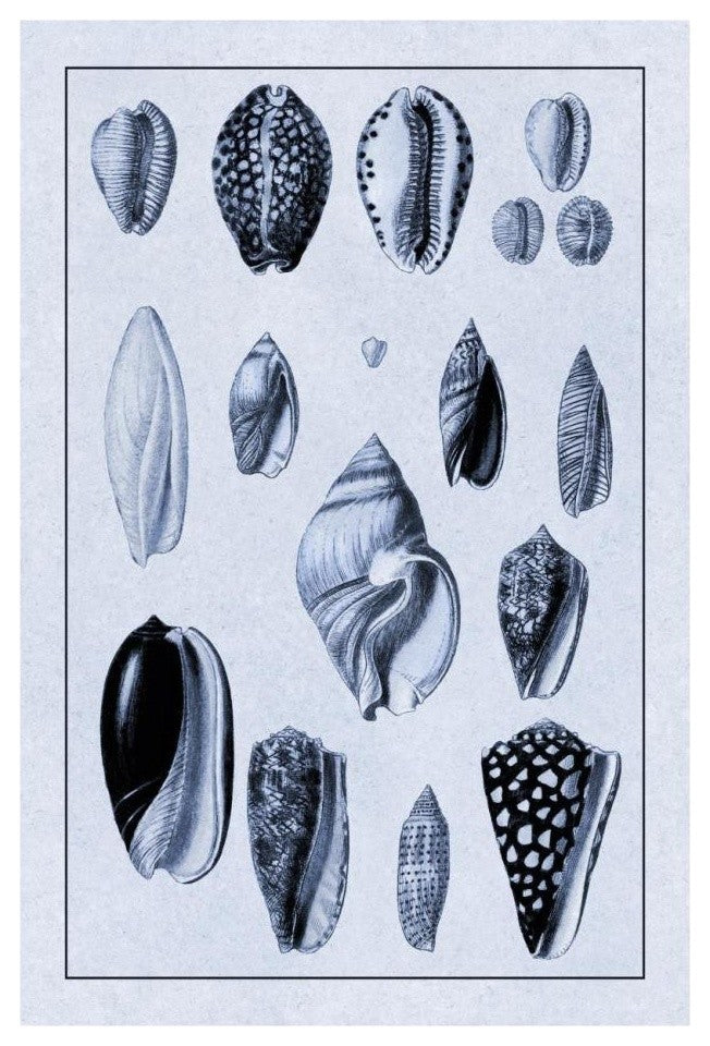 "Shells: Convoltae and Orthocerata (Blue)" Paper Print by G.B. Sowerby, 18"x26"