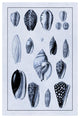 "Shells: Convoltae and Orthocerata (Blue)" Paper Print by G.B. Sowerby, 18"x26"