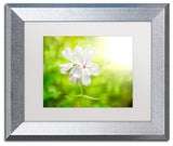 PIPA Fine Art 'Beauty of the Forest Floor' Matted Framed Art, 14x11