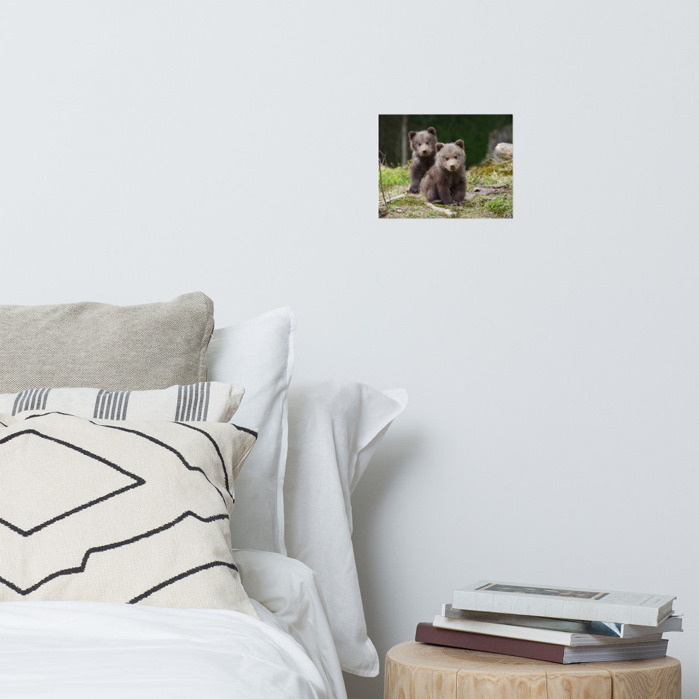 Baby Brown Bear Cubs In Forest Wildlife Photo Loose Wall Art Print, 8" X 10"