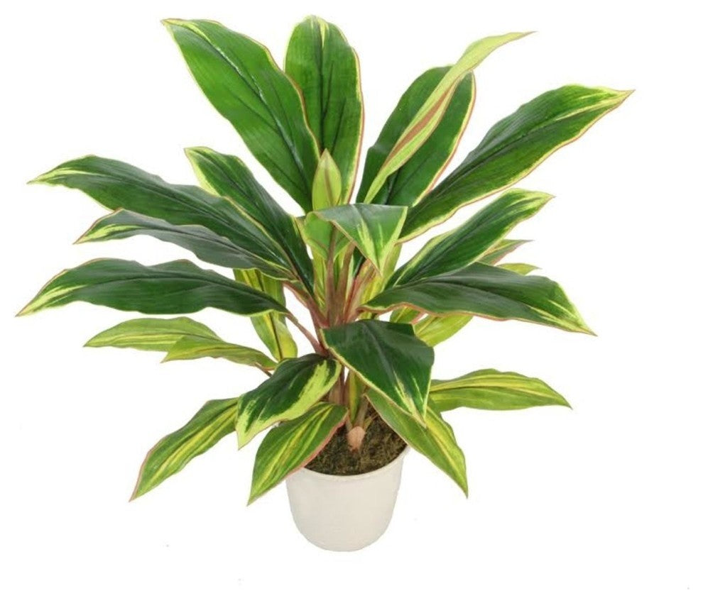 25" Potted Artificial Green and Red Dracaena Plant in a Cream White Pot
