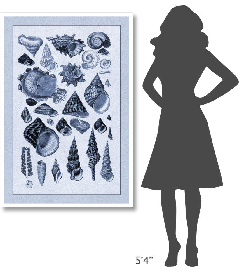 "Shells: Trachelipoda #3 (Blue)" Digital Paper Print by G.B. Sowerby, 34"x50"