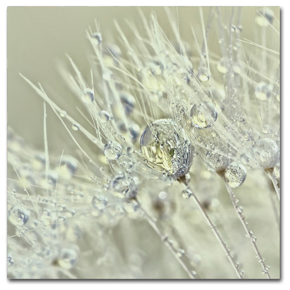 Cora Niele 'Dandelion Dew III' Canvas Art