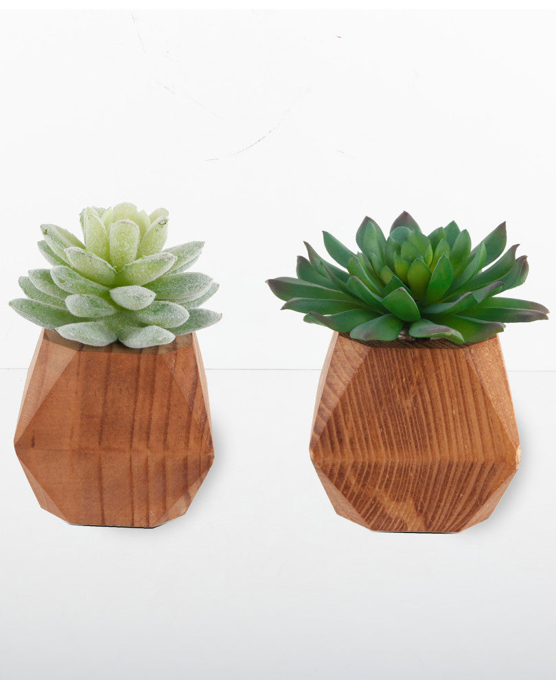Set Of 2 Succ Wood Pot