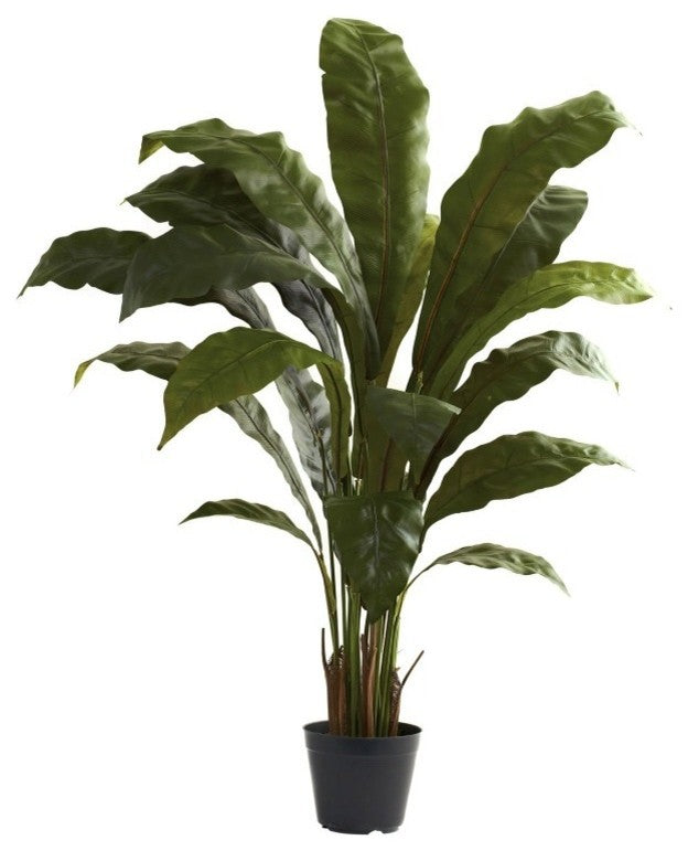 3 5" Birdsnest Plant