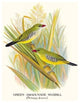Green Amaduvade Waxbill - Gallery Wrapped Canvas Art 28" x 42"