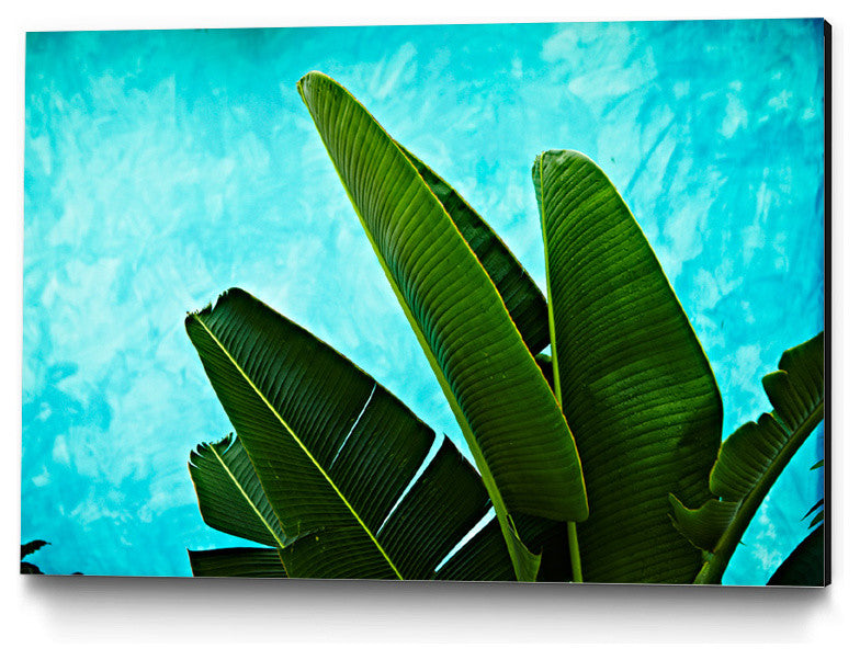"Tropical Iii" Museum Mounted Canvas Print, 40"x30"