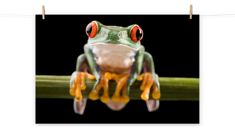Red Eyed Tree Frog Sitting On Branch Wildlife Nature Photo Loose Wall