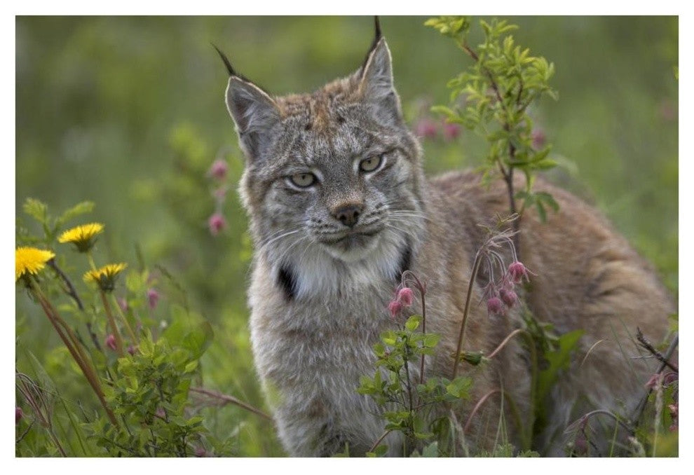 "Canada Lynx portrait, North America" Paper Print by Tim Fitzharris, 38"x26"
