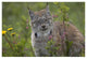 "Canada Lynx portrait, North America" Paper Print by Tim Fitzharris, 38"x26"