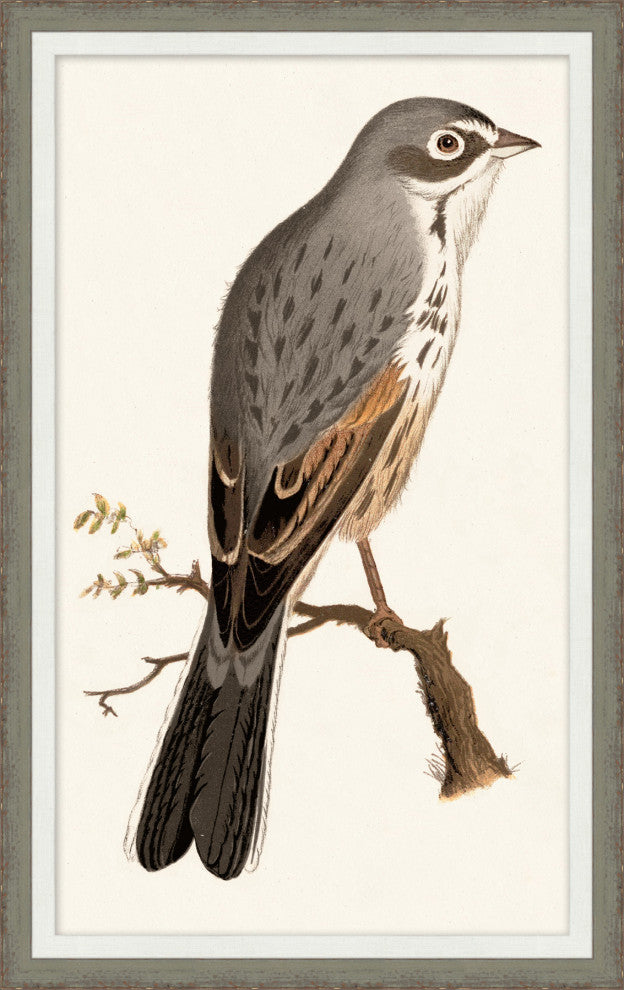Perched Bird 1, Giclee Reproduction Artwork