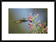 Broad-Tailed Hummingbird Juvenile Feeding On Flowers, New Mexico, 24"x18"