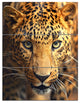 Leopard Face Close Up, Abstract Triptych Canvas Art Print, 28x36, 3 Panels